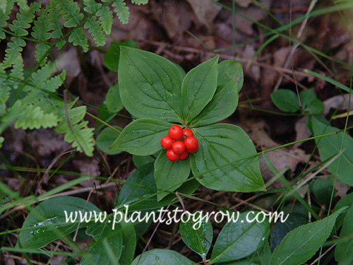 Bunchberry (Cornus canadensis)
bright red drupes